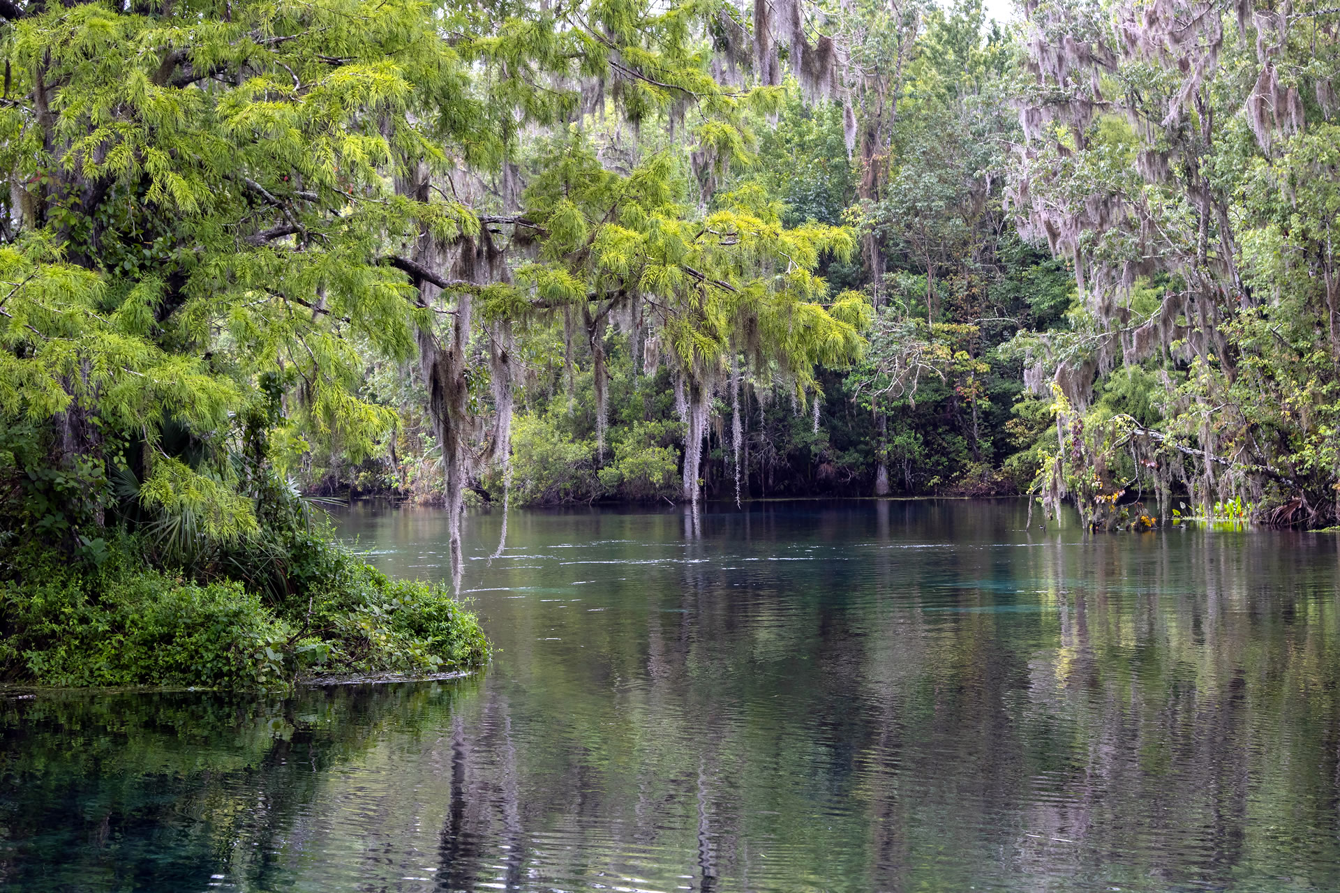 Tree Removal Specialist in Ocala